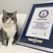 Mochimaru lập kỷ lục chú mèo có lượt xem Youtube cao nhất